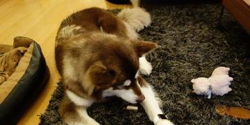 娱乐圈爆料50条狗视频,50条狗视频背后的娱乐圈秘密大揭秘  第3张