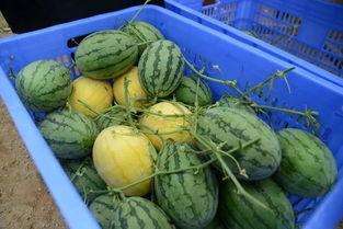 最大免费吃瓜网  第1张